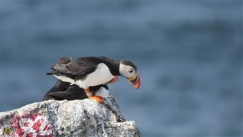 Puffins in the Gulf of Maine find fewer of the small fish they eat because water temperatures have gone up.