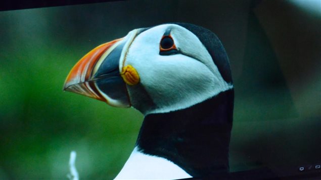 The Atlantic puffin is tough enough to withstand punishing weather for months at sea, but climate change is making it harder for the little birds to survive.