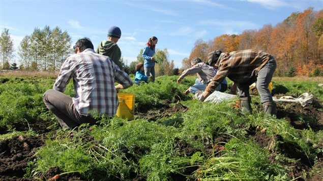 Le travail dans les champs à la Ferme la Rosée Le travail dans les champs à la Ferme la Rosée