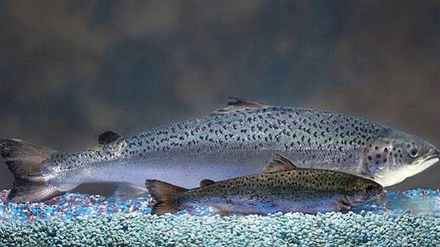 the patented "AquaAdvantage" salmon grows faster and larger than natural salmon. by genetically inserting the DNA from two other species