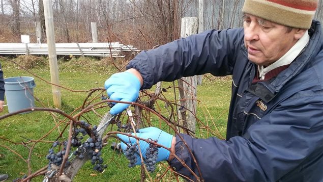 Le copropriétaire d'Entreprises Riparia, Rémi Martel, lors des vendanges du 21 novembre Le copropriétaire d'Entreprises Riparia, Rémi Martel, lors des vendanges du 21 novembre