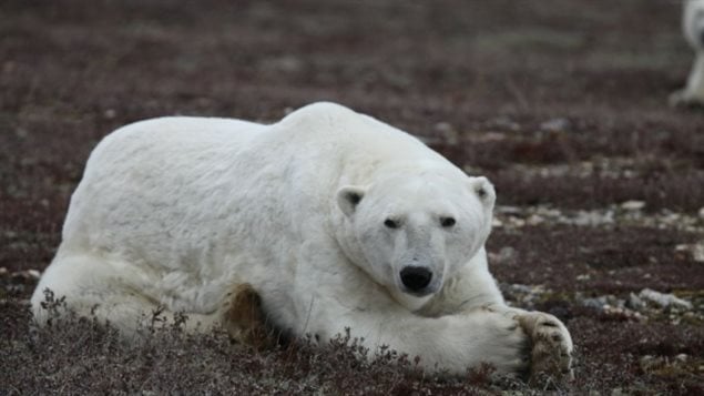 A bear showing loose skin flaps from a summer without much food, waits on the shores of Hudson Bay for the sea to freeze over so it can begun hunting for seal. 