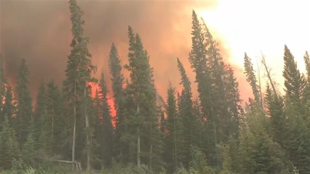 La nouvelle technique vieille de 20 ans vise à imiter la perturbation par le feu, les insectes entre autres pour que la forêt soit plus résistante à long terme