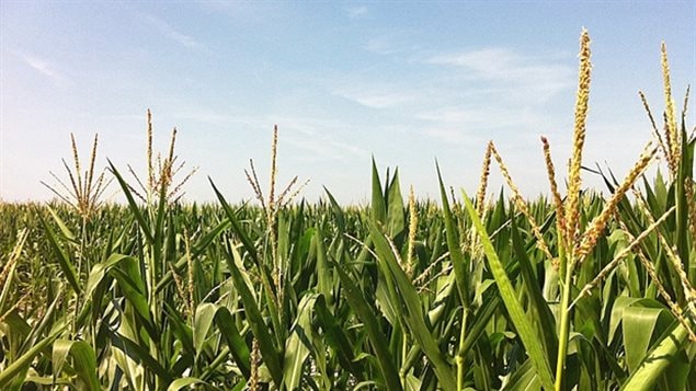 Corn is a major crop in Ontario, but there is concern that much of Ontario's best farmland (Class-1) is not protected by legislation from encroaching development