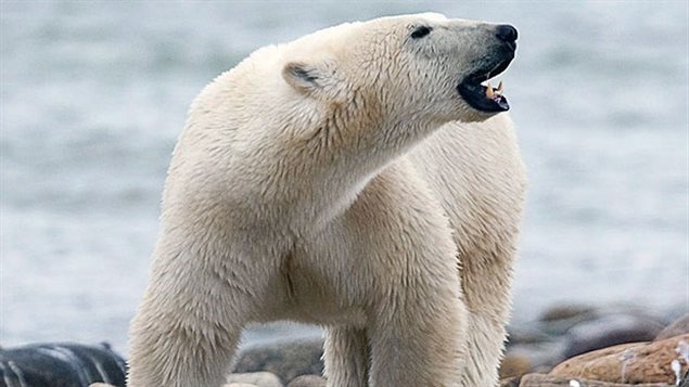 Climate change is listed once again as the biggest threat to Polar Bears. The IUCN report says populations wil decline by 30 percent over next 30-40 years.