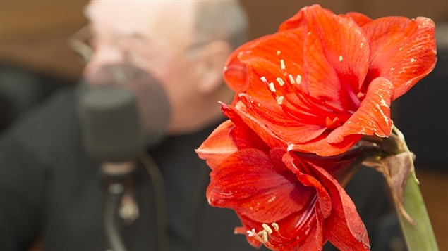 Une amaryllis trône devant notre chroniqueur, Pierre Gingras Une amaryllis trône devant notre chroniqueur, Pierre Gingras