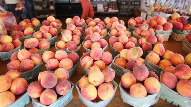 The Niagar Peninsula is one of only two areas in Canada where tender fruit can be grown. A coaltion of farmers and environmentalists want more farmland protected against the huge pressure of urban sprawl in the "greater golden horsehoe" area (GGH)