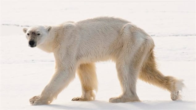 An emaciated bear in Norway, August 2015. Without ice to hunt seals, bears are turning to other sources with limited success. Survival rates of some populations is dwindling. When bears reach this state, they may not have enough energy left to properly hunt successfully, and may be doomed