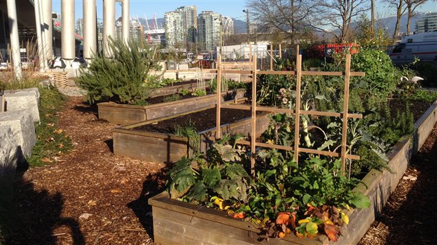 Un jardin communautaire de Vancouver.
