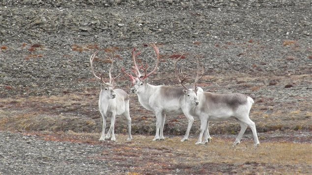  Peary Caribou