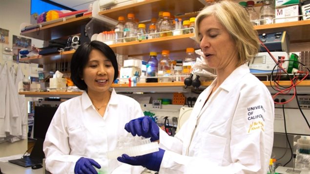 CRISPR pioneer Jennifer Doudna, right, and her lab manager, Kai Hong, work in her laboratory with the new research tool. 