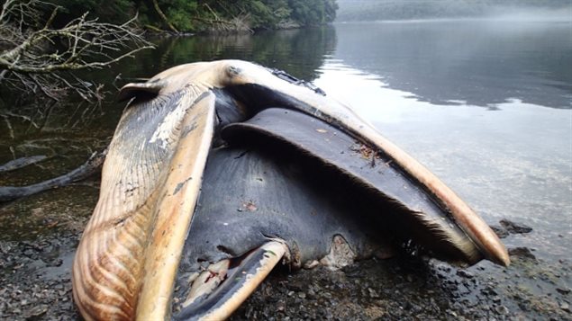 Ballenas muertas encontradas en el sur de Chile. 