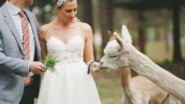In November, Bottega Farms, an alpaca farm that hosts many weddings each year, told several couples their weddings were cancelled due to violations of ALR rules. They quickly backtracked when the ALC said the weddings could go ahead, but future weddings were not to be booked. 