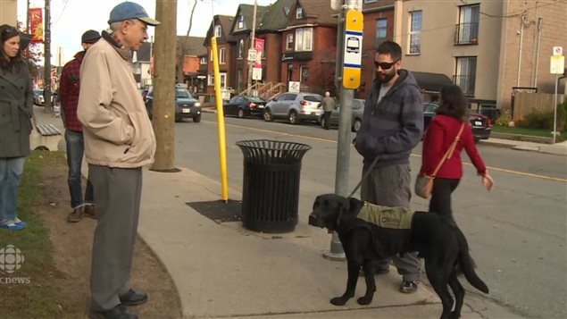 This service dog accompanies a veteran of the war in Afghanistan who suffers from post-traumatic stress disorder.