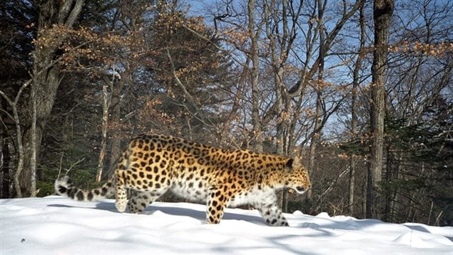  The Far Eastern leopard is the northernmost leopard subspecies, found north of the 45th parallel. These days, it can be found only in the southwest of the Primorye Territory in the Russian Far East.