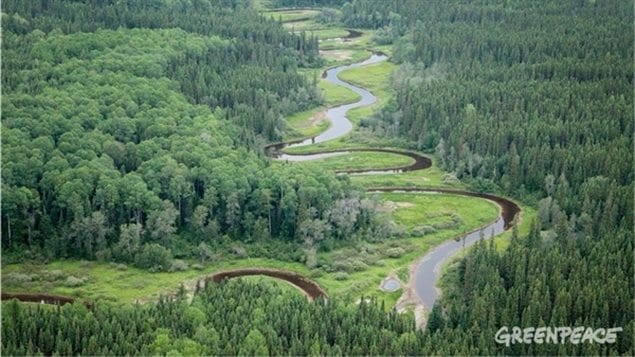Intact Boreal forest along the  Broadback river in narthern Quebec, one of the last remaining such forests in the provinces' boreal forest.