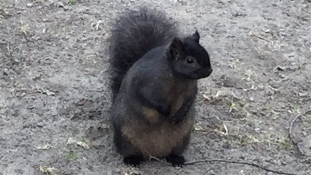 Les écureuils sont beaucoup plus dodus cette année parce qu'ils ont plus de temps pour se faire des réserves de graisse