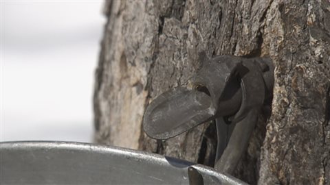 De l'eau d'érable s'écoule dans un seau