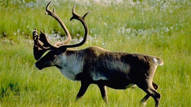The woodland caribou has been the symbol on the Canadian .25.ccent piece since 1936 and is an official symbol of the province of Newfoundland and Labrador