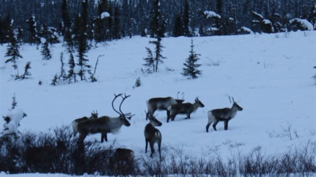 Caribou from the Porcupine herd in Yukon. Woodland Caribou are decliniing across Canada, due in part to issues like habitat loss of the Boreal forest, and climate change