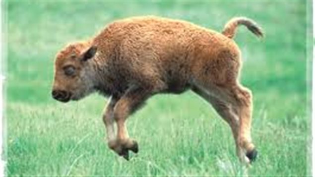 Un bebé bison tuvo que ser eutanasiado en el parque Yellowstone, de Estados Unidos, luego de que un canadiense lo montara en su vehículo para protegerlo del frío. 