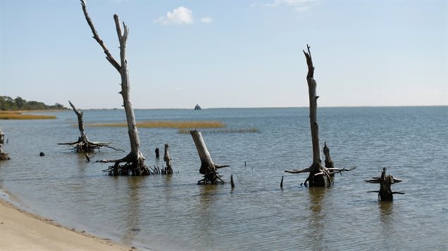 Remains of trees in a coastal ghost forest display rising sea levels on Assateague Island in Virginia. Since 1992, sea levels in some parts of the world have risen more than 25 cm (9 inches) and other regions, such as along the U.S. West Coast, actually falling, according to an analysis of 23 years of satellite data. 