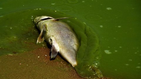 A dead fish surrounded by algae along the southeast shore of Pelee Island, Ontario, in Lake Erie, during a record-setting algal bloom in August 2011.