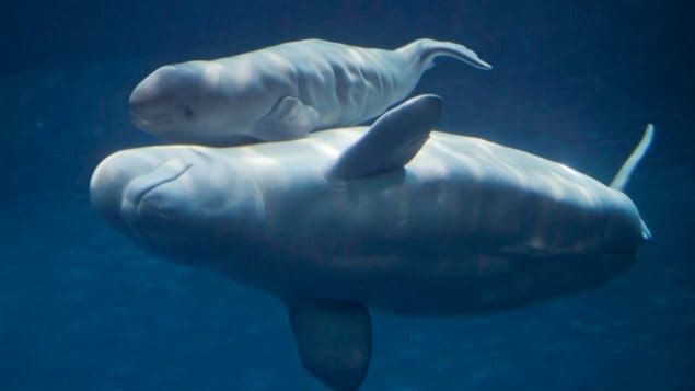 Beluga whales in the St. Lawrence Estuary are among the species that would greatly benefit from having their home protected.