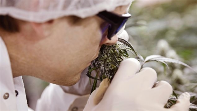 特鲁多：大麻合法化不是为增加税收