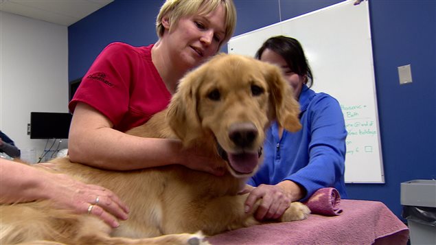 Seis de cada diez canadienses viven con un animal de compañía. 