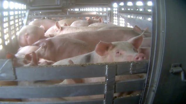 Animal activists vow to "hit the ground running" in 2016 to better the lot of Canadian animals. We see a large group of pale-skinned large pigs crushed together in a pen.