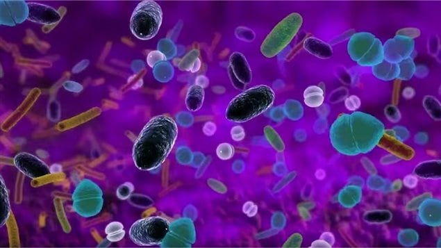 Le microbiote est constitué d'un ensemble de micro-organismes tels que des bactéries ou des champignons. Le microbiote est constitué d'un ensemble de micro-organismes tels que des bactéries ou des champignons.