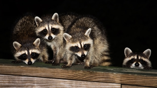 Une famille de ratons laveurs Une famille de ratons laveurs