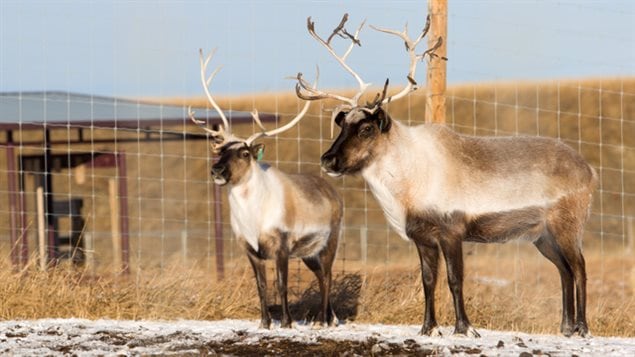 Eight Caribou and the University of Calgary Wildlife Research Station (Spyhill Campus) have been infected with lungworm for research purposes. Climate change is believed to be contributing to the spread of the parasites