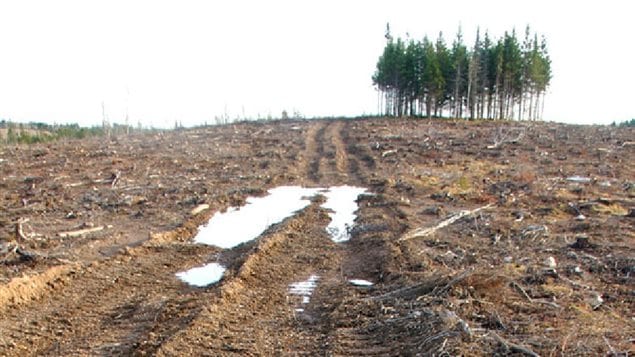 A new study questions the *carbon neutral* claims of forest cutting to fuel a biomass power generato