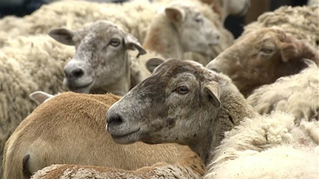 After years of Canadian litigation at the World Trade Organization the US has finally agreed to rescind its COOL regulations.on cattle and hogs, but sheep are still subject to the restrictive trade practice.