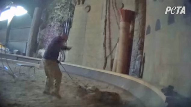 Bowmanville Zoo owner Michael Hackenberger (above) denies he abused a Siberian tiger at his facility. We see a khaki pants and a dark suit holding a whip in his left hand. The whip extends toward a tiger lying on the sand in show ring. From the photo, it is impossible to tell if the whip is connecting to the tiger.