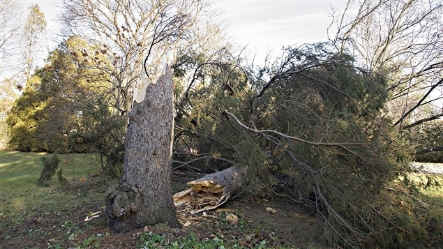 Los vientos violentos tumbaron árboles que provocaron los apagones. 