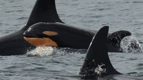 Un troupeau d’orques de la côte ouest canadienne nage en pleine liberté - www.facebook.com/VictoriaMarineScienceAssociation/