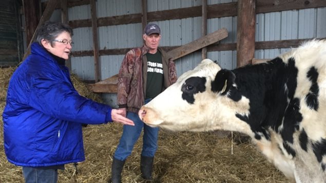 Dianne Dowling y Jeff Peters, granjeros y miembros fundadores de la Cooperativa Pen Farm Herd que promueve el regreso de las vacas a la granja de la cárcel de Kingston, Ontario,