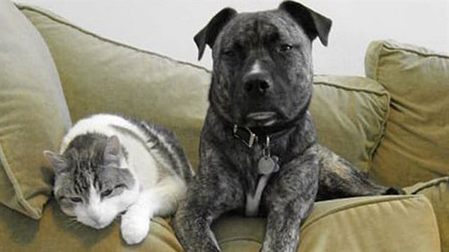 The difference in how we treat cats and dogs in Canada is not an especially pretty picture. We a white and grey at at the left of the photo sitting next to a big grey dog (whose breed I do not recognize). They are sitting a beige couch filled with lots of plush pillows. Each has his front paws hanging over the front of the coach.