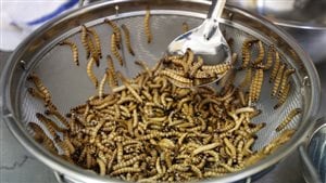 昆虫餐可能会走俏