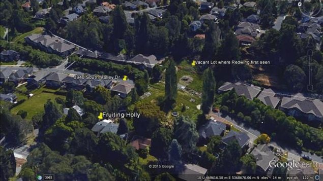 The vacant lot on both sides of South Valley Drive where the Redwing was seen.