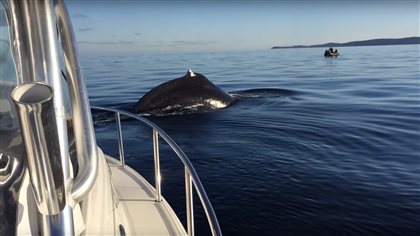 The two whales lingered around Kyle Noble’s eight-metre boat for several minutes.