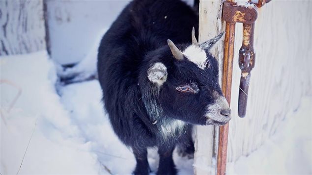 Une ferme de l’ouest de Terre-Neuve veut récupérer de vieux sapins de Noël pour nourrir ses chèvres