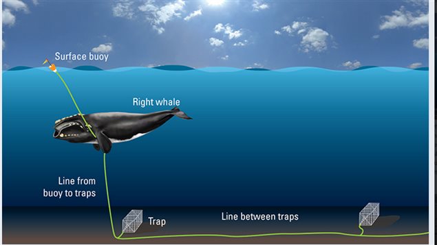 Illustration of how North Atlantic right whales get entangled in fishing gear. Entangled whales can tow fishing gear for tens to hundreds of miles over months or even years, before either being freed, shedding the gear on their own, or succumbing to their injuries, fatigue, or starvation.
