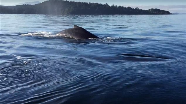 Boater Kyle Noble captured the visit from two humpback whales on videotape.