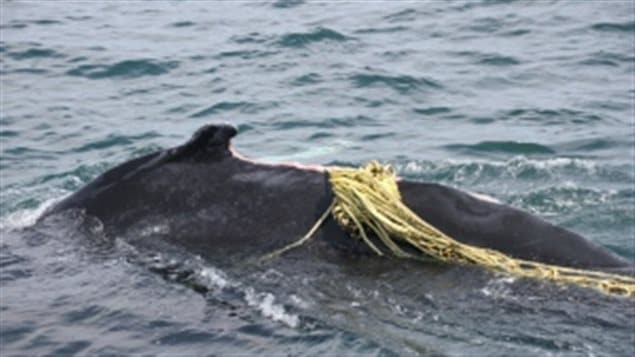 *Lacuna* a Humpback whale seen tangled in fishing gear which he towed for several weeks before managing to free himself in the Bay of Fundy.