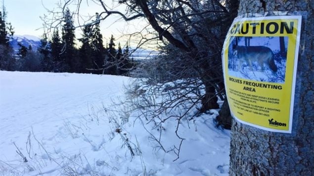 Signs warning of the presence of wolves have been posted in Whitehorse in the northern territory of Yukon.