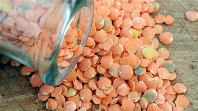 Canada is a major producer of lentils and other pulses and the world’s largest exporter of them.